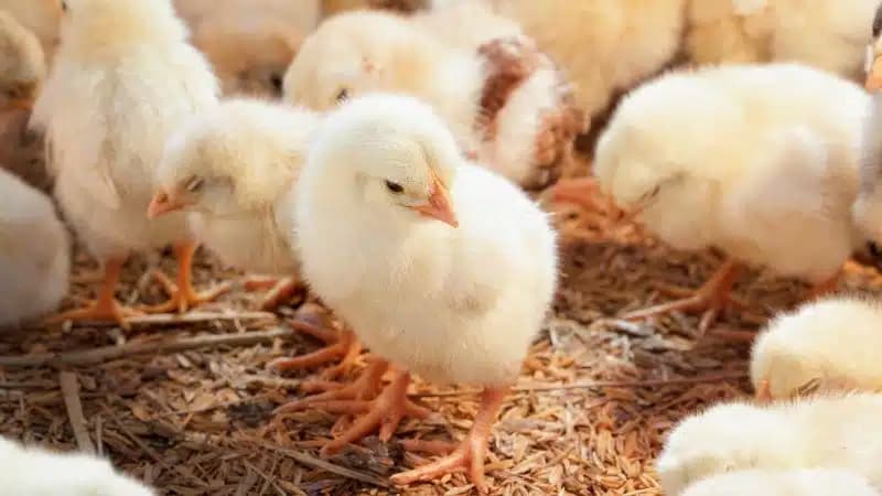 Chọn giống khỏe mạnh để nuôi gà con nhanh lớn