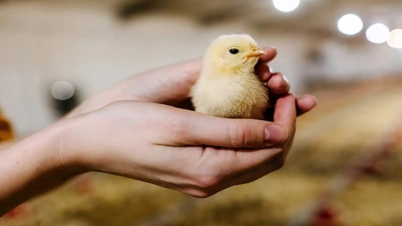 Nuôi gà con nhanh lớn bằng cách phòng bệnh hiệu quả
