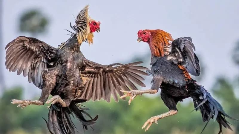 Quy tắc và luật chơi đá gà đòn cơ bản