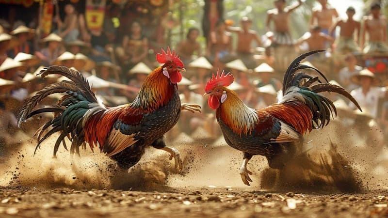 Những lợi ích khi tham gia chơi cá cược đá gà đòn