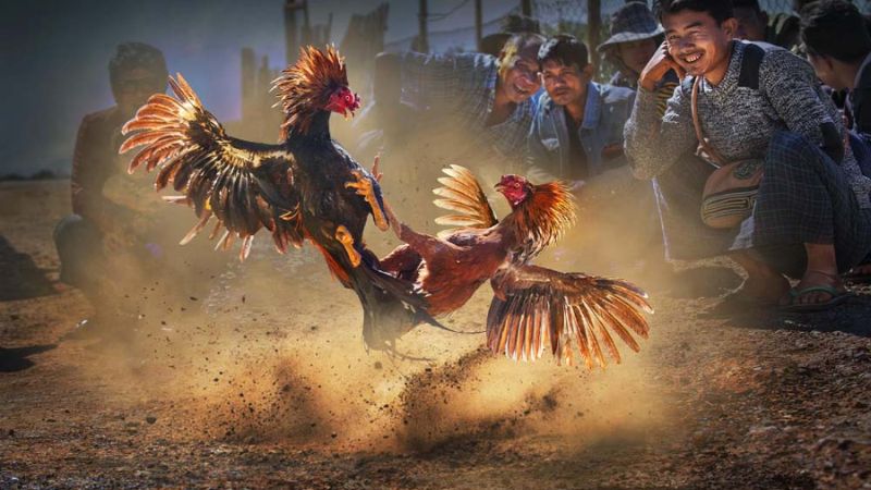Những ưu điểm nổi bật làm nên sức hút cho Đá gà quốc tế