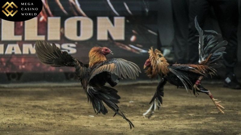 Kinh nghiệm hữu ích khi tham gia cá cược đá gà từ cao thủ