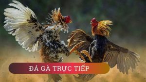 Thông tin về Đá gà trực tiếp 68