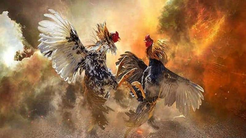 Lý do khiến đá gà trực tuyến 68 được nhiều người chơi lựa chọn