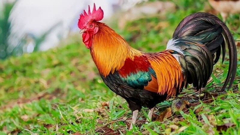 Đánh giá khả năng chiến đấu của gà mồng vua