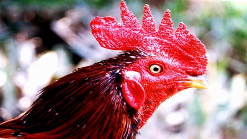 Khái quát đôi nét về gà mồng vua